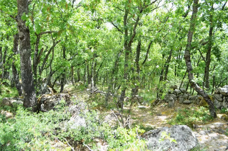 Los alrededores de La Muedra, en tierra de Pinares