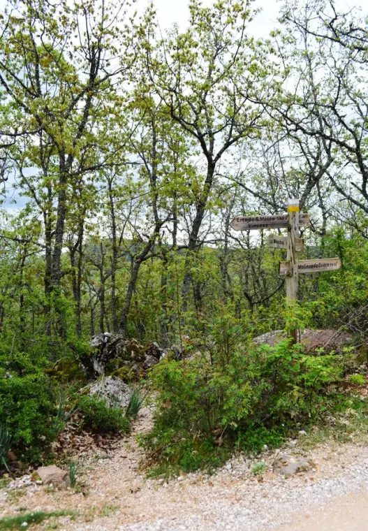 Sendas de La Muedra, en tierra de Pinares